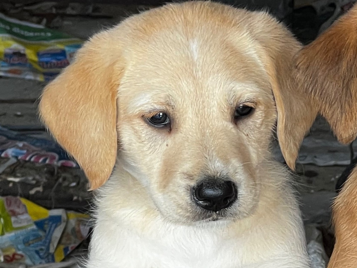 Adotta un cane, femmina, 3 mesi, Enna