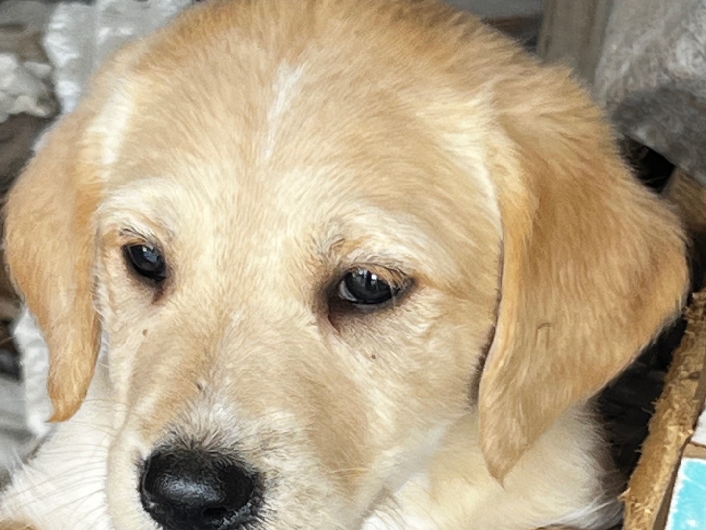 Adotta un cane, taglia grande, femmina, Enna