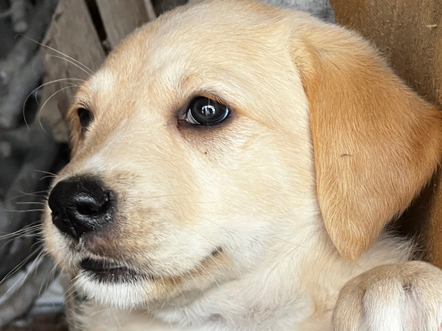 Vuoi adottare un cane a Enna?