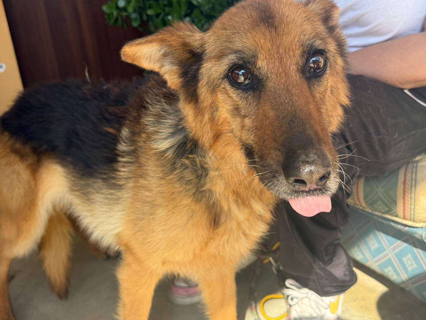 Adozione cane, femmina, Pastore tedesco Razza sconosciuta, 8 anni, taglia media, Cosenza