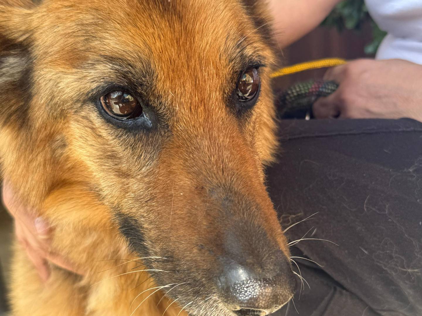 Adotta un cane, femmina, 8 anni, Cosenza