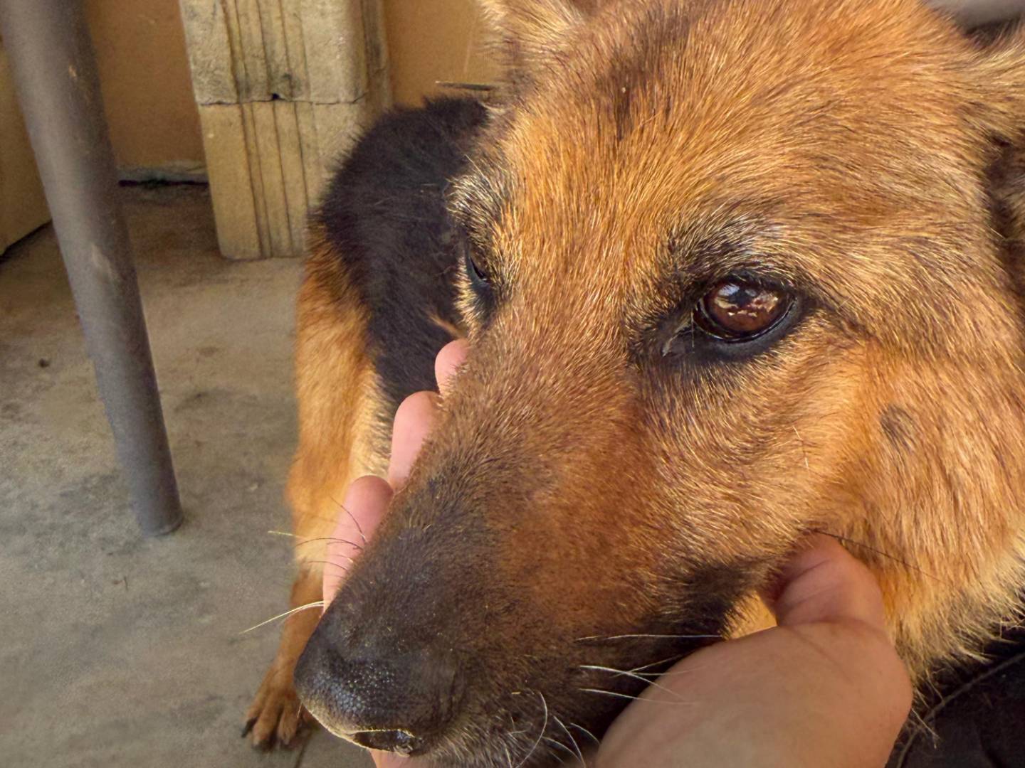Adotta un cane, taglia media, femmina, Cosenza