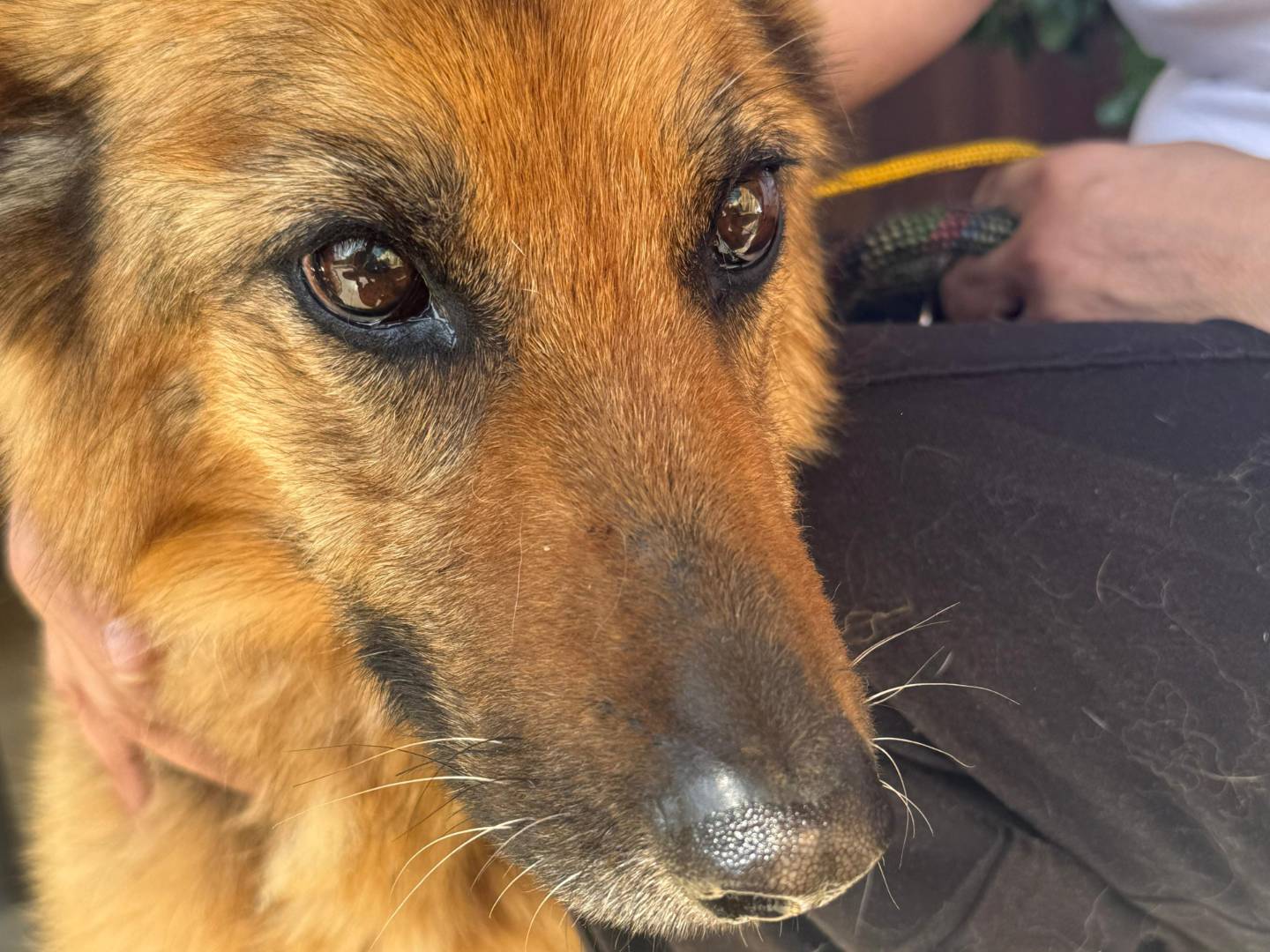 Vuoi adottare un cane a Cosenza?