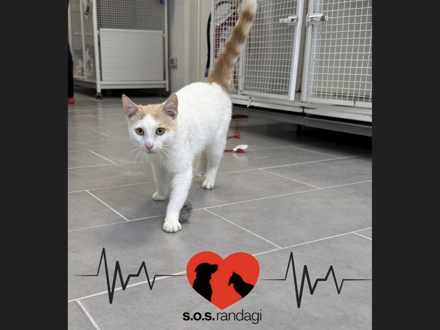 Adozione gatto, maschio, Razza sconosciuta Razza sconosciuta, 2 anni e 3 mesi, taglia non valida, Milano