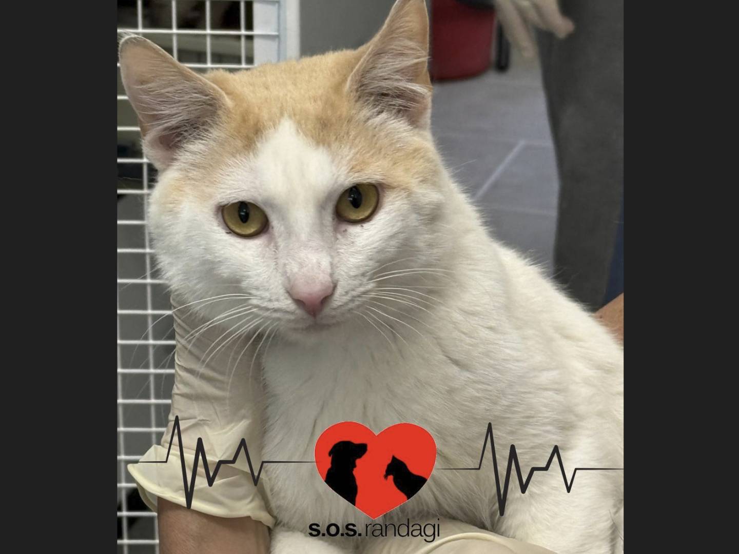 Adotta un gatto, maschio, 2 anni e 3 mesi, Milano