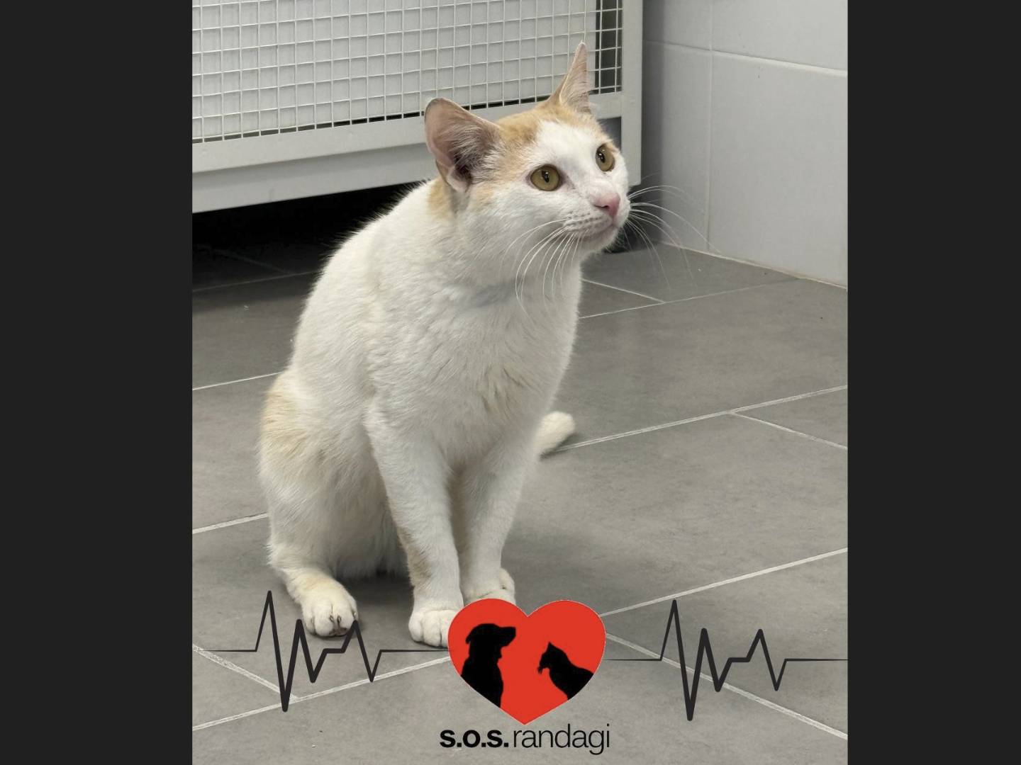 Adotta un gatto, taglia non valida, maschio, Milano