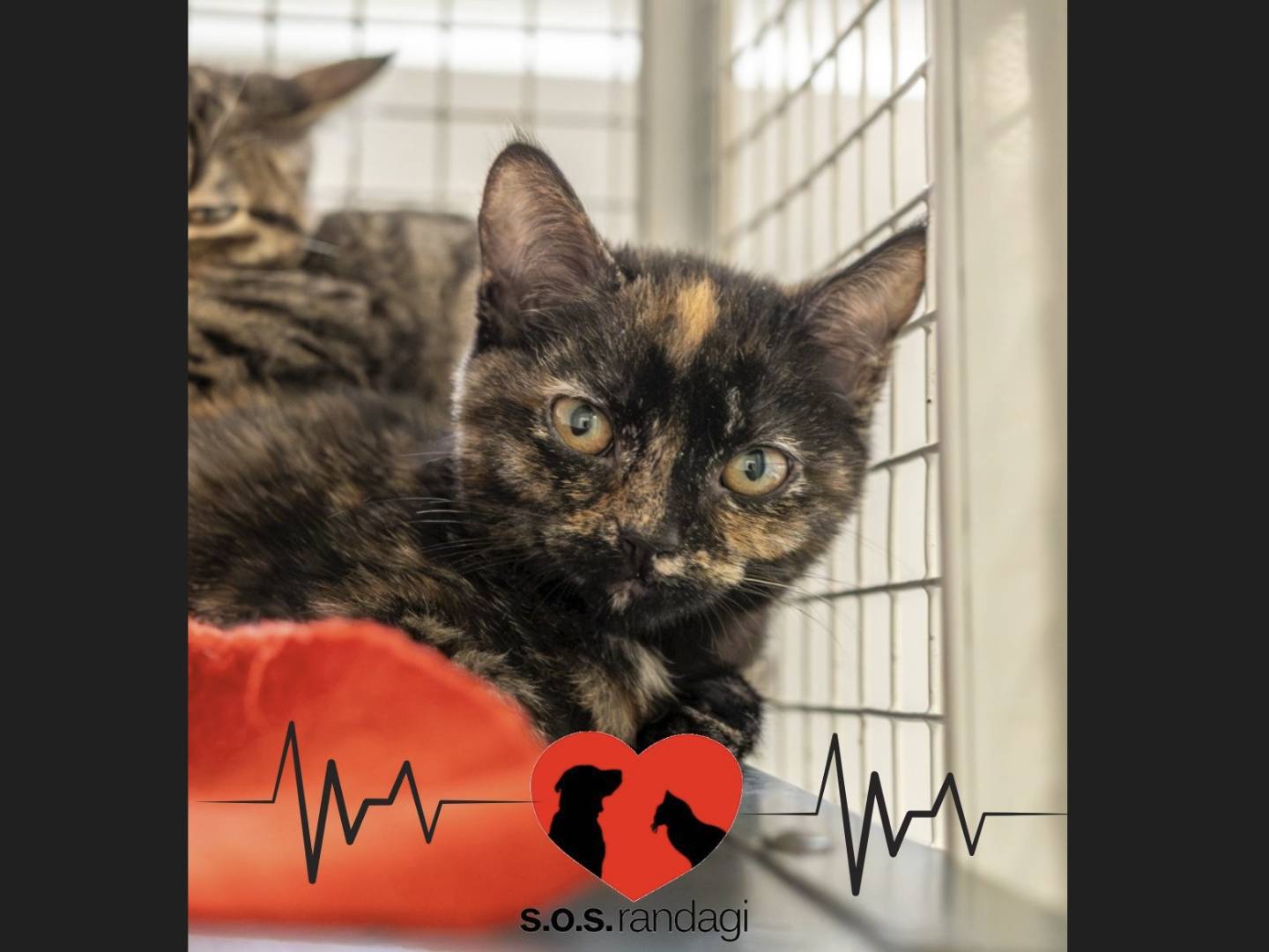 Adozione gatto, femmina, Razza sconosciuta Razza sconosciuta, 4 mesi, taglia non valida, Milano