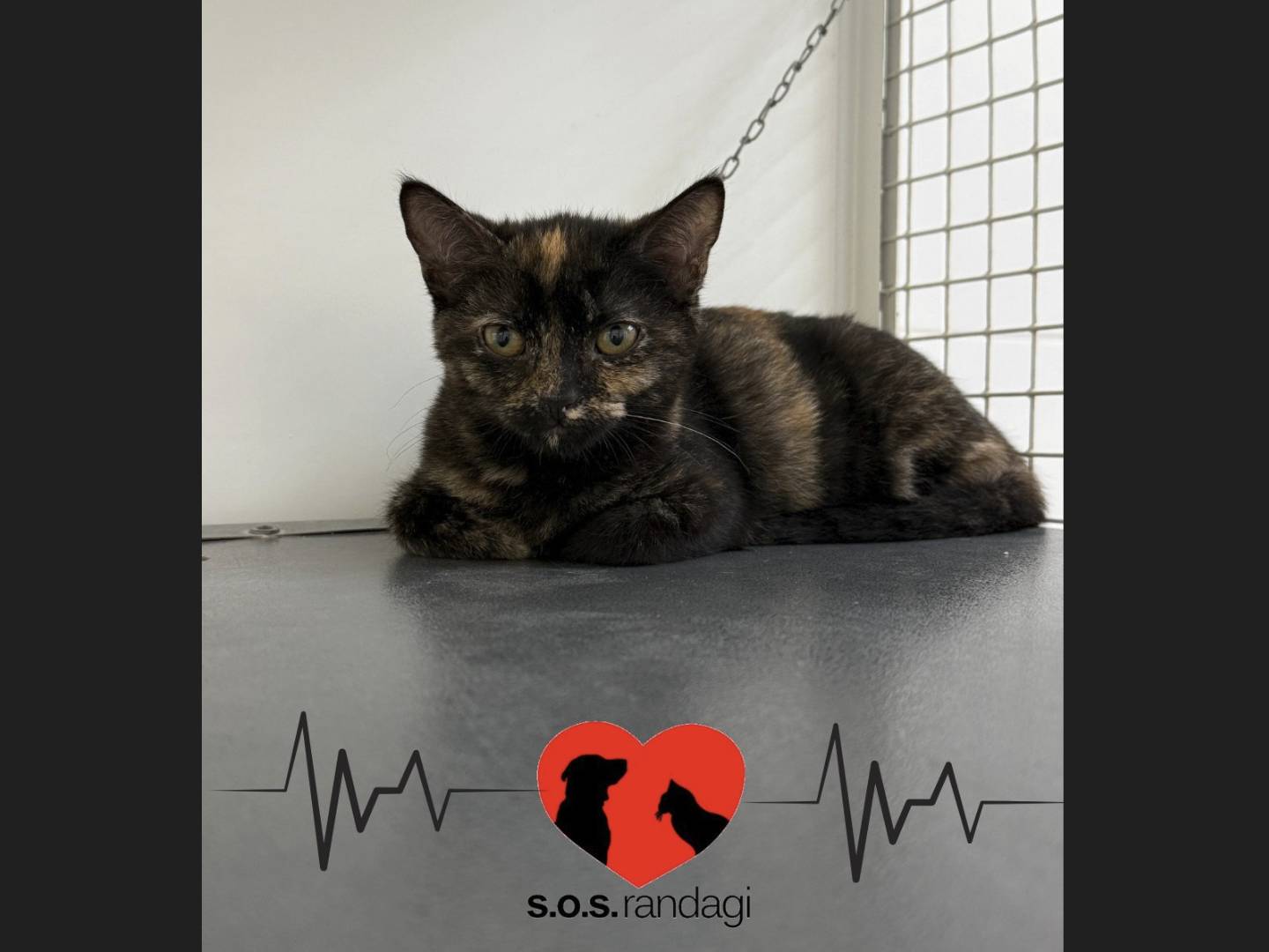 Adotta un gatto, femmina, 4 mesi, Milano