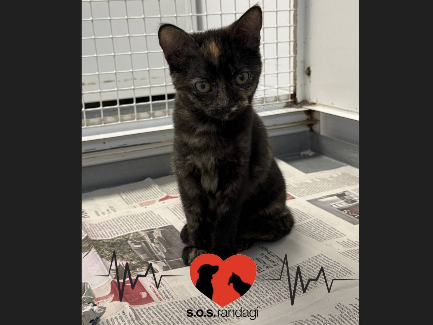 Adotta un gatto, taglia non valida, femmina, Milano