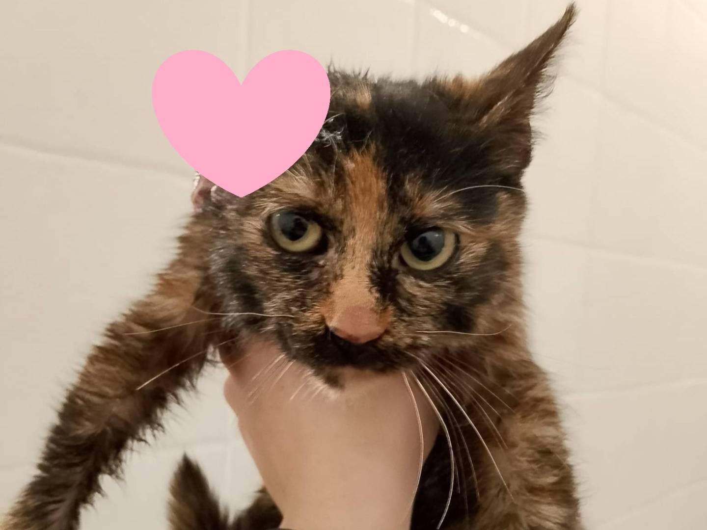 Adozione gatto, femmina, Razza sconosciuta Razza sconosciuta, 10 mesi, taglia non valida, Barletta