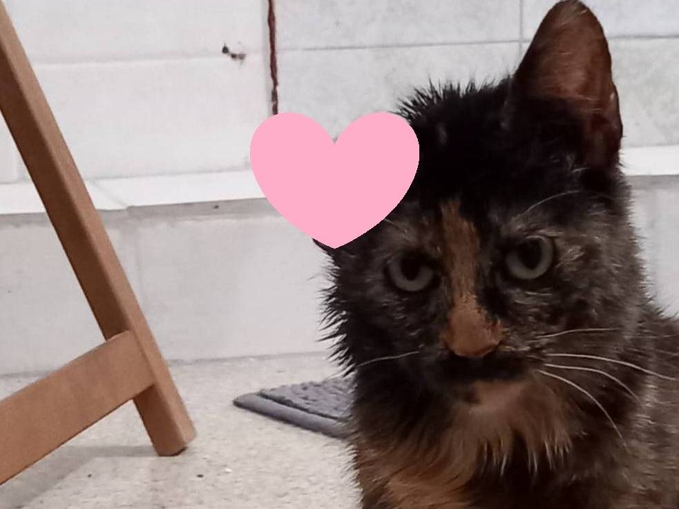 Adotta un gatto, femmina, 10 mesi, Barletta