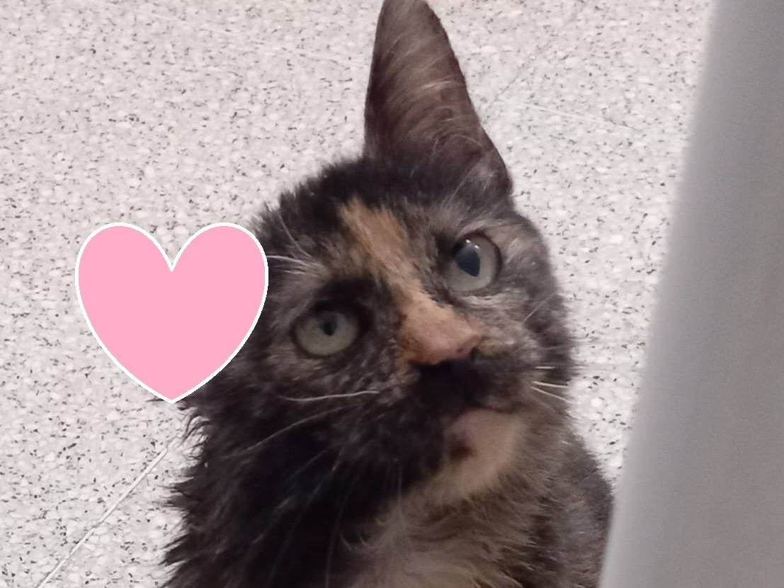 Adotta un gatto, taglia non valida, femmina, Barletta