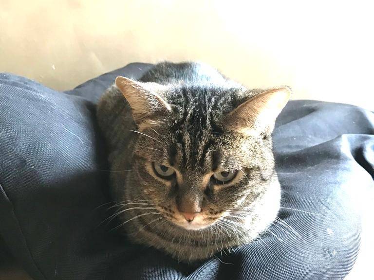 Adotta un gatto, taglia non valida, femmina, Barletta