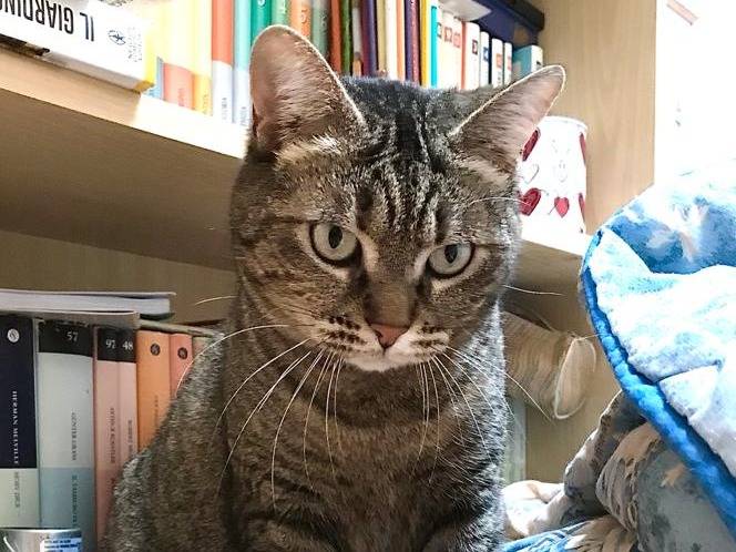 Adotta il gatto Marina a Barletta