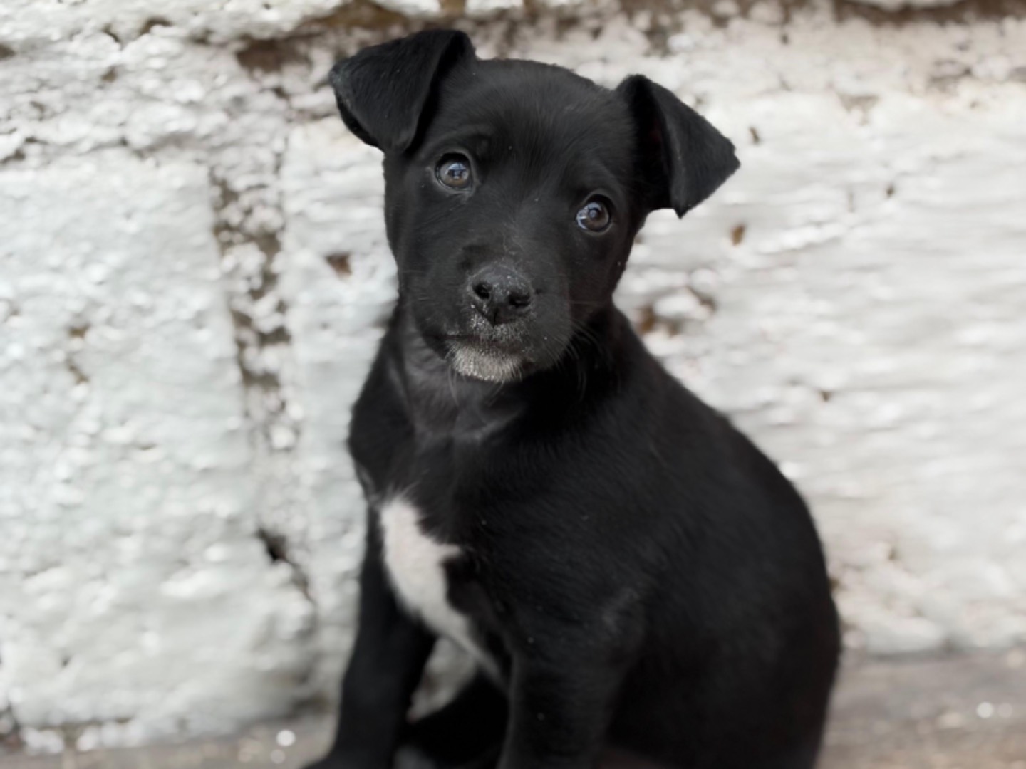 Adozione cane, femmina, Razza sconosciuta Razza sconosciuta, 2 mesi, taglia piccola, Napoli