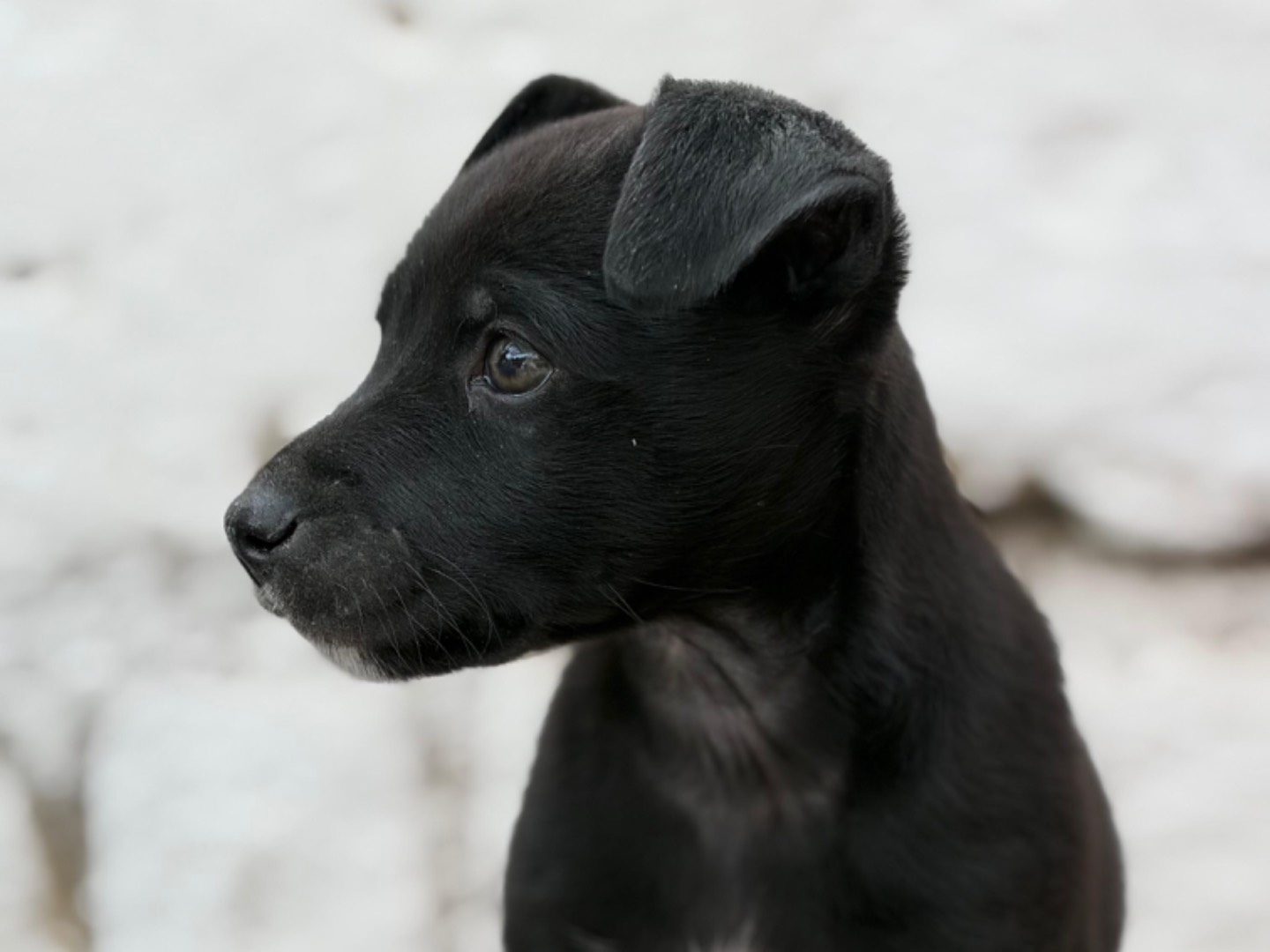 Adotta un cane, taglia piccola, femmina, Napoli