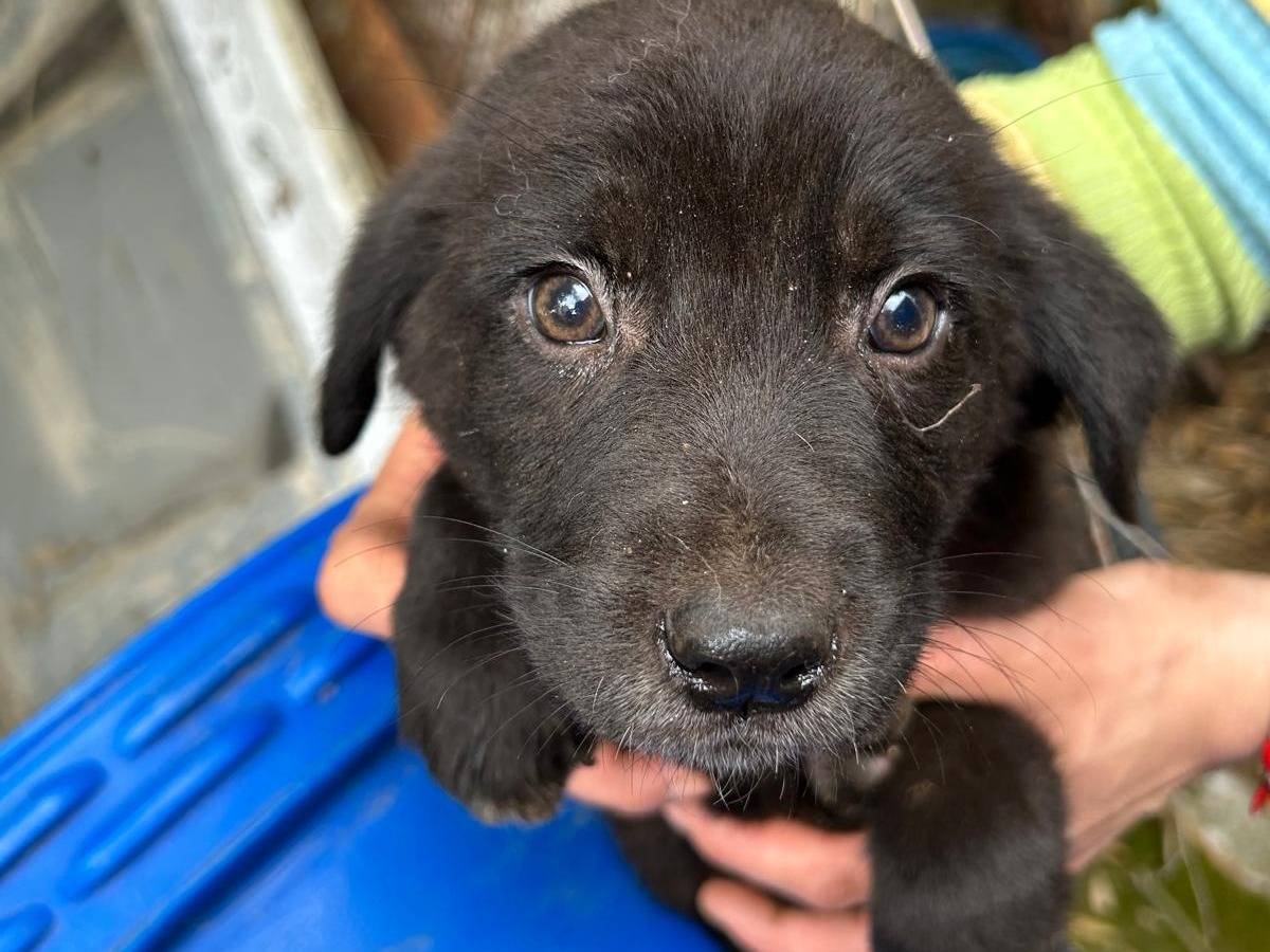 Adozione cane, maschio, Razza sconosciuta Razza sconosciuta, 2 mesi, taglia media, Caserta