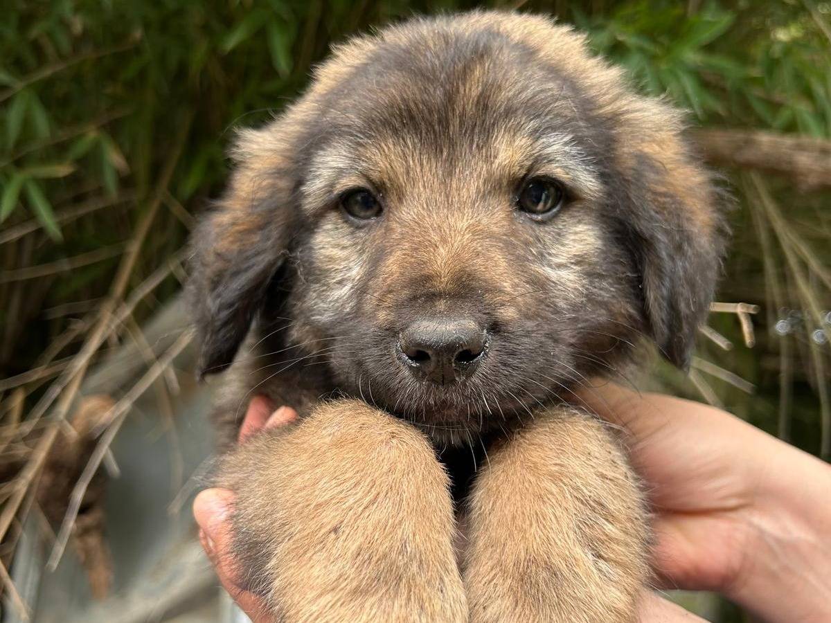 Adozione cane, maschio, Razza sconosciuta Razza sconosciuta, 2 mesi, taglia media, Caserta