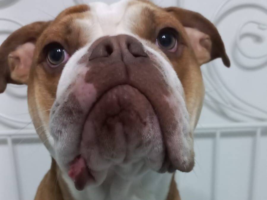 Adozione cane, maschio, Bulldog Inglese Razza sconosciuta, 2 anni e 1 mese, taglia grande, Rieti