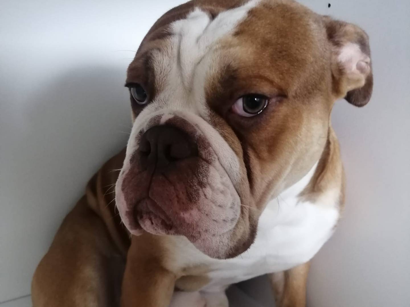 Adotta un cane, maschio, 2 anni e 1 mese, Rieti