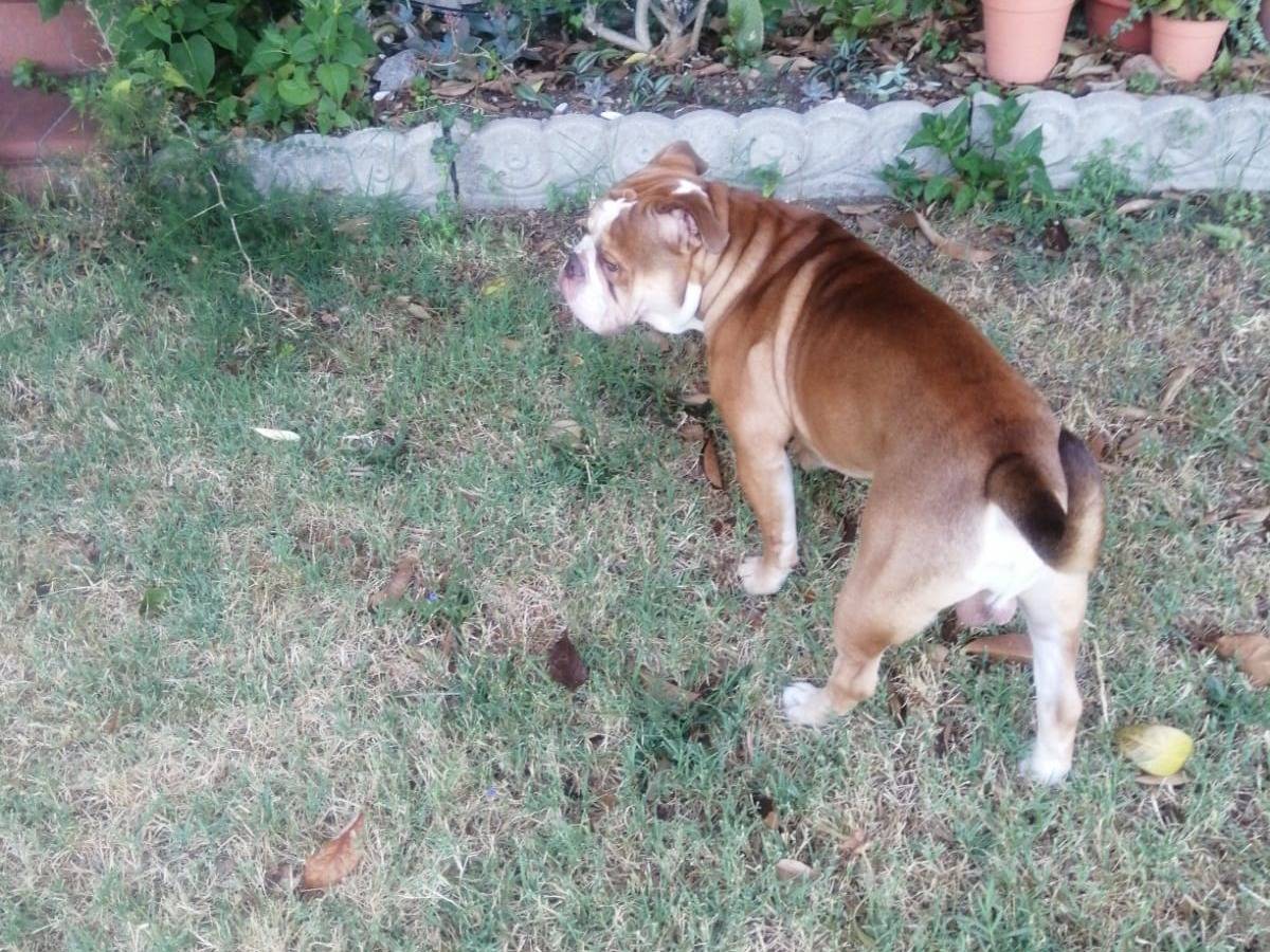 Adotta un cane, taglia grande, maschio, Rieti