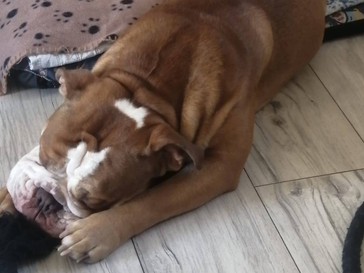 Vuoi adottare un cane a Rieti?