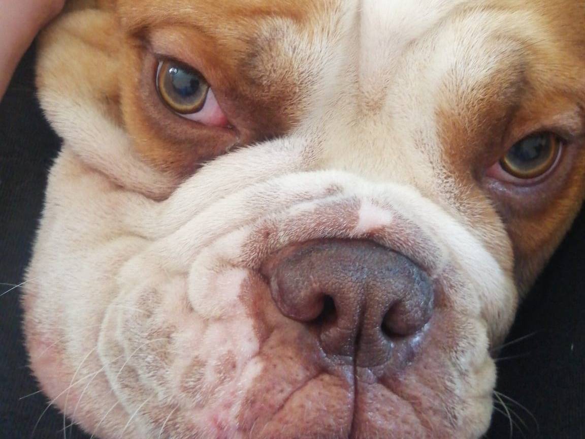 Adotta il cane Rocco a Rieti