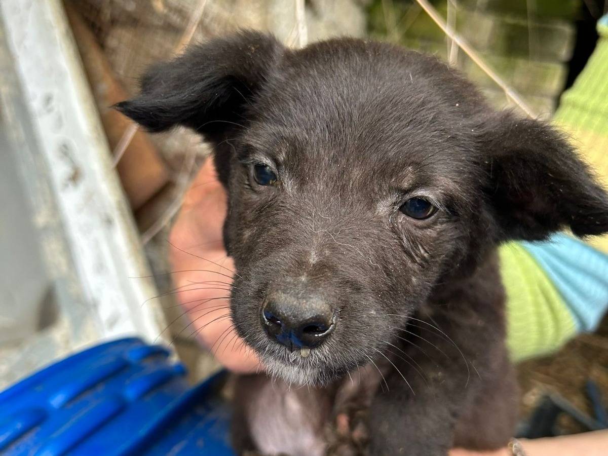Adozione cane, maschio, Razza sconosciuta Razza sconosciuta, 2 mesi, taglia media contenuta, Caserta