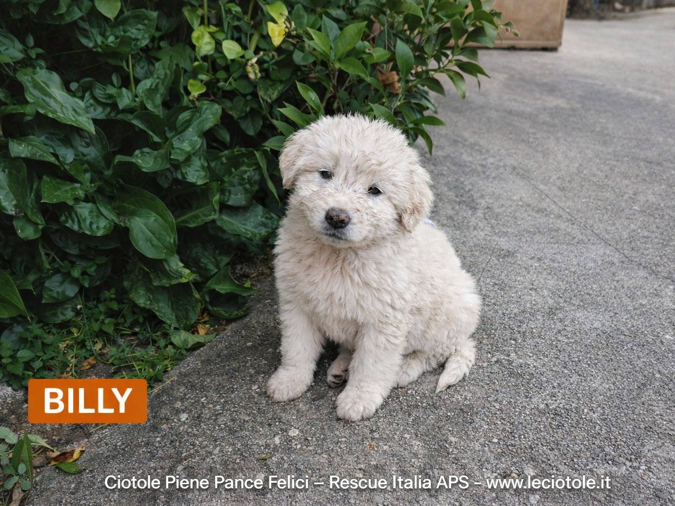 Adozione cane, maschio, Razza sconosciuta Razza sconosciuta, 3 mesi, taglia piccola, Treviso