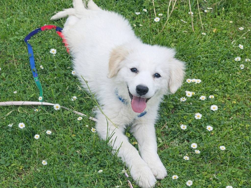 Adotta un cane, maschio, 3 mesi, Treviso