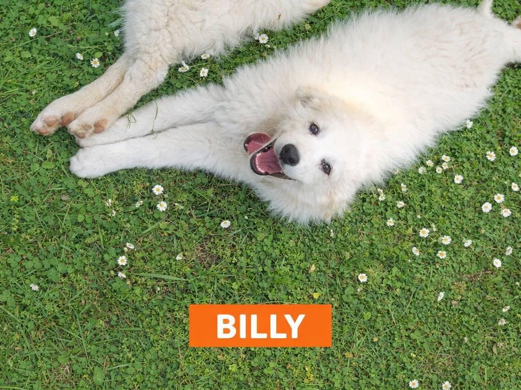 Adotta un cane, taglia piccola, maschio, Treviso