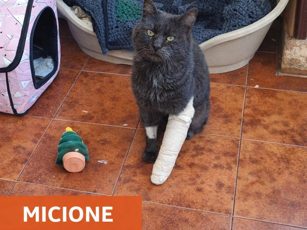 Adozione gatto, maschio, Razza sconosciuta Razza sconosciuta, 8 anni, taglia non valida, Avellino