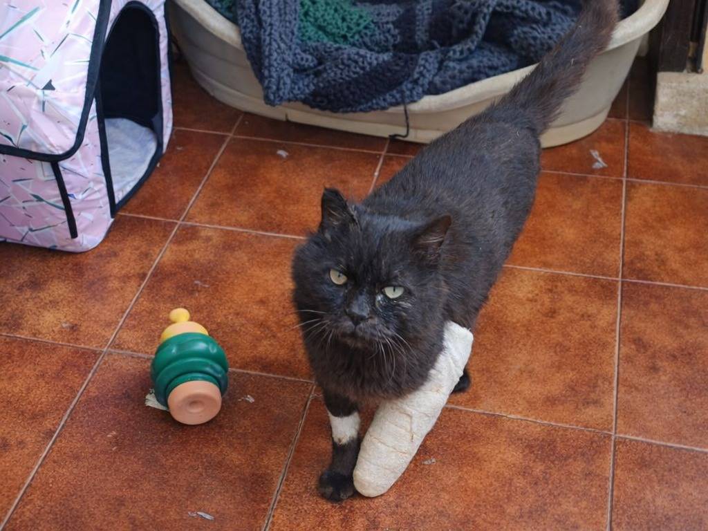 Adotta un gatto, maschio, 8 anni, Avellino