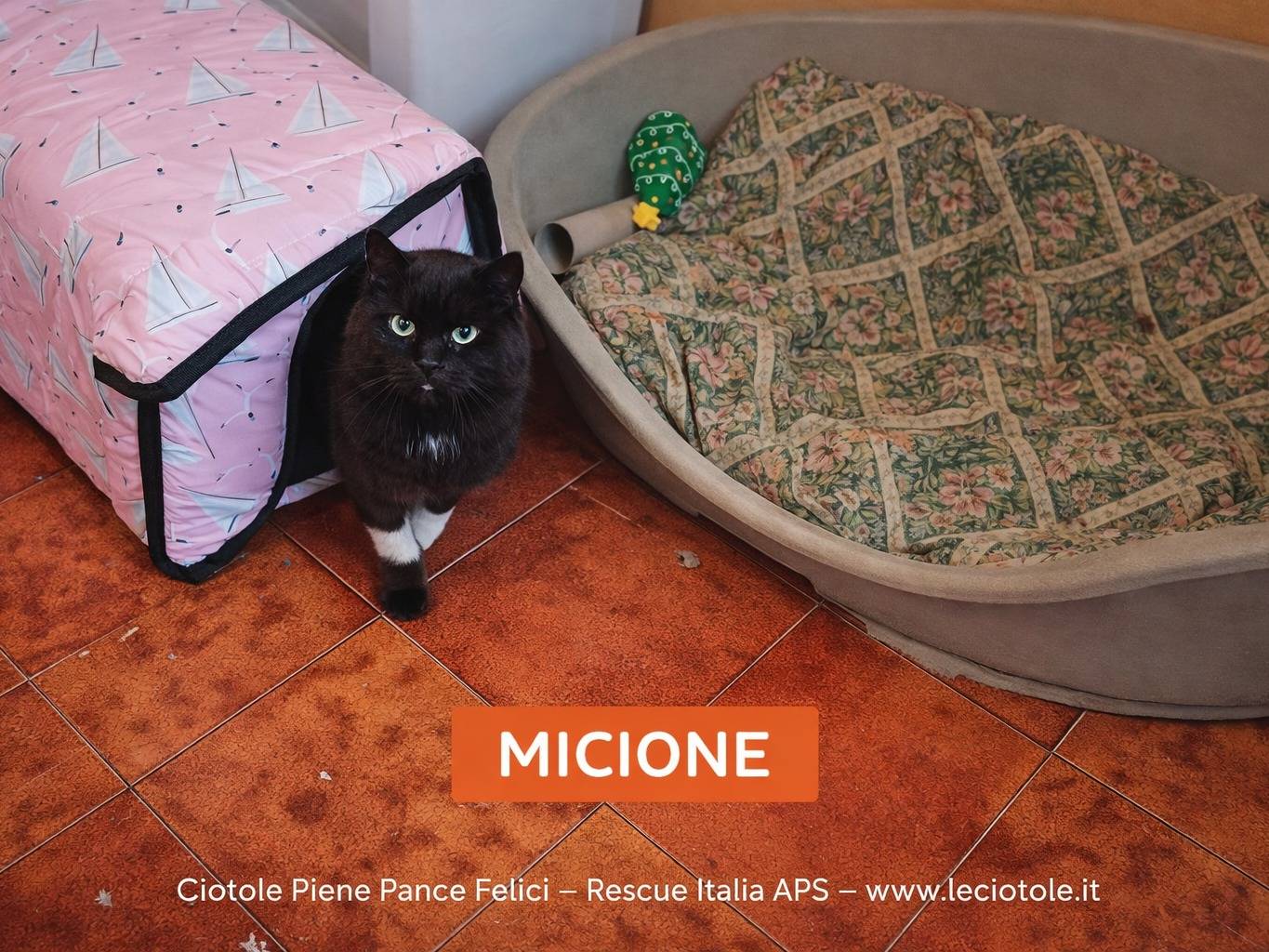 Adotta un gatto, taglia non valida, maschio, Avellino