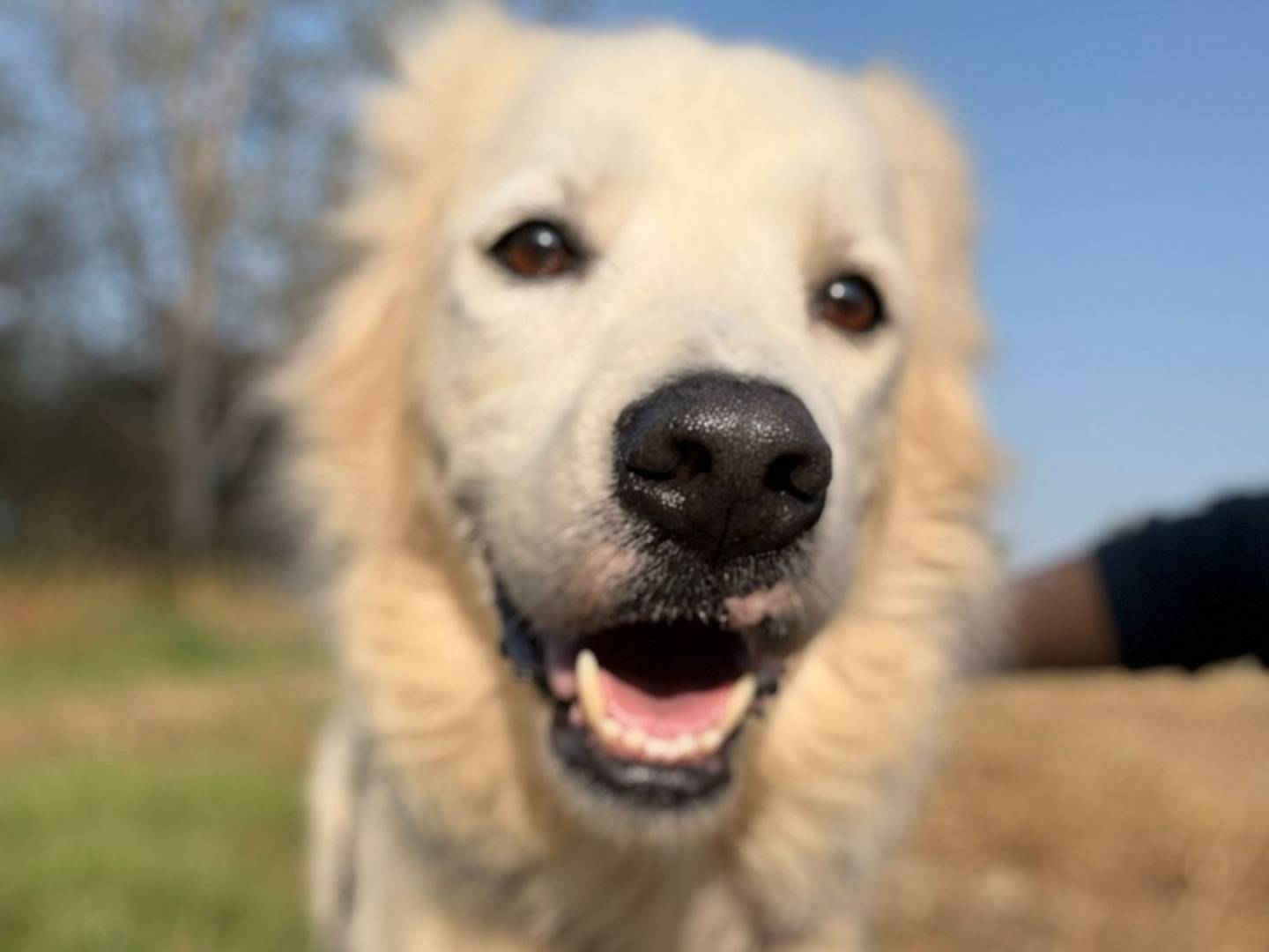 Vuoi adottare un cane a Cremona?