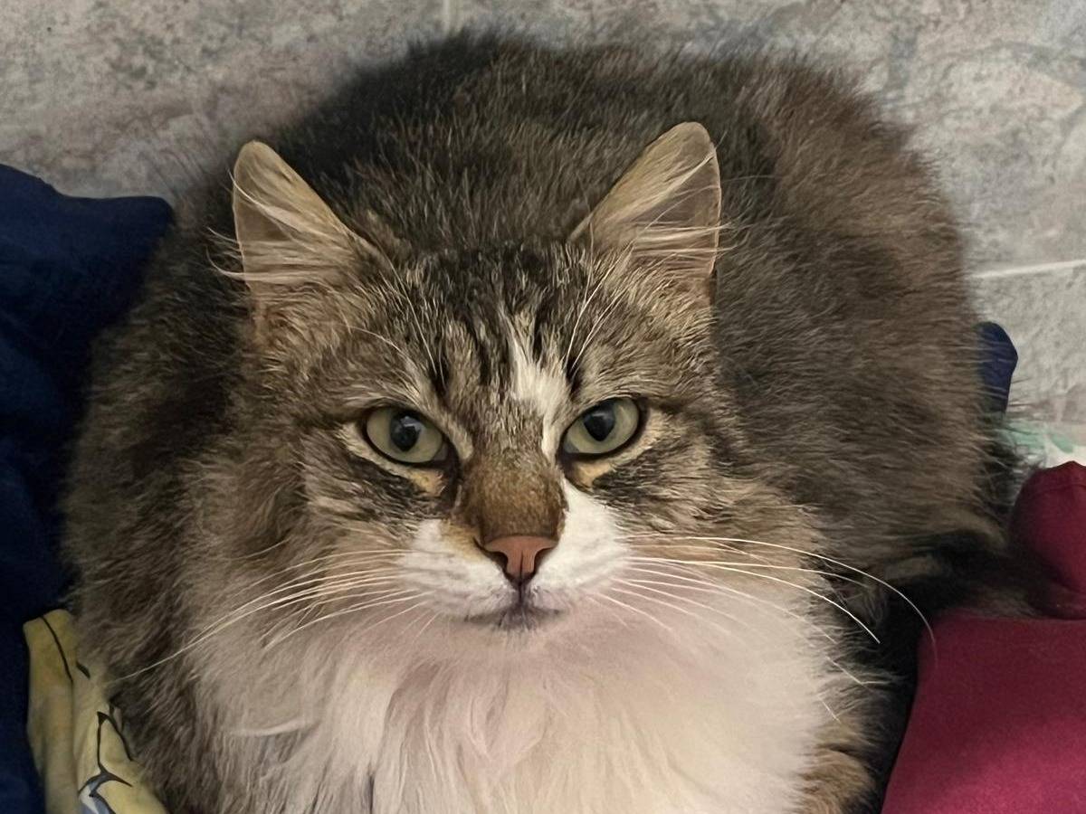 Adozione gatto, femmina, Razza sconosciuta Razza sconosciuta, 3 anni e 3 mesi, taglia non valida, Ravenna