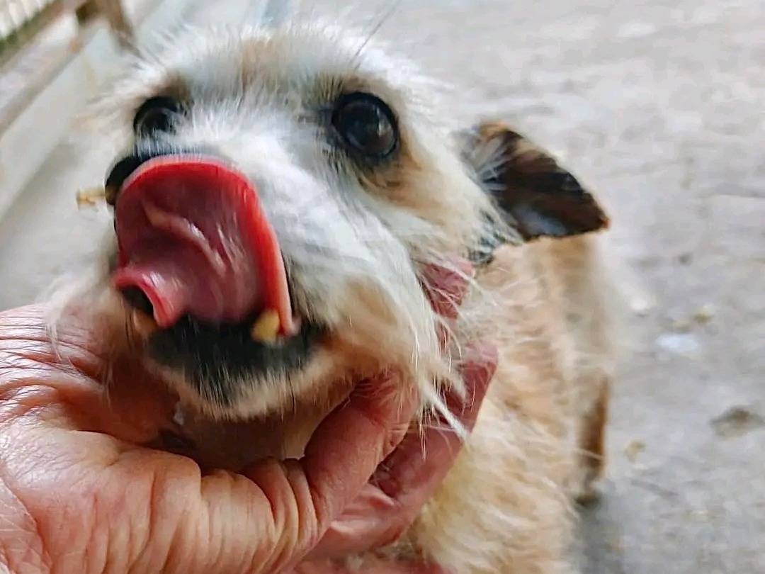 Adozione cane, maschio, Razza sconosciuta Razza sconosciuta, 15 anni, taglia piccola, Cremona