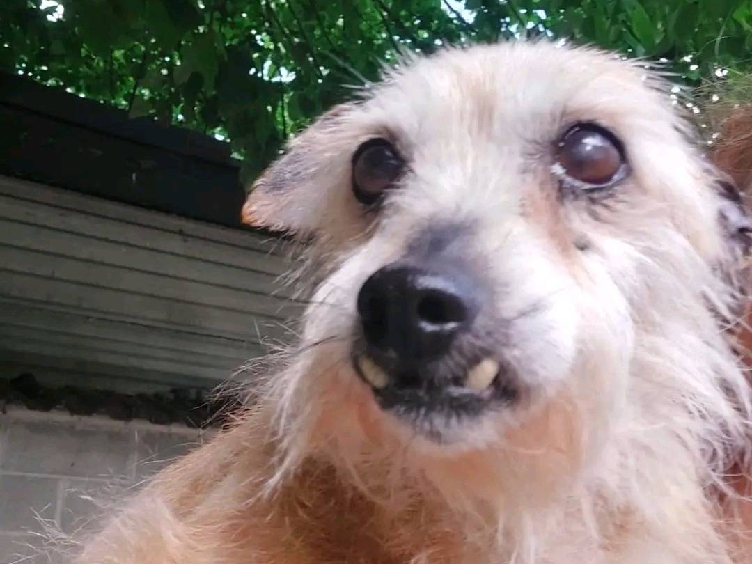 Adotta un cane, maschio, 15 anni, Cremona