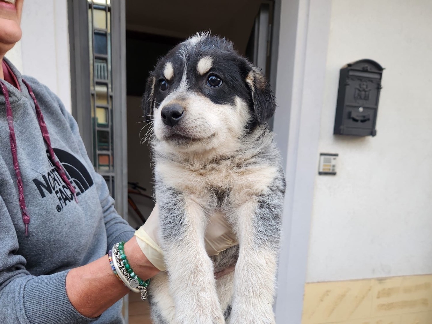 Adozione cane, femmina, Razza sconosciuta Razza sconosciuta, 3 mesi, taglia media, Cosenza
