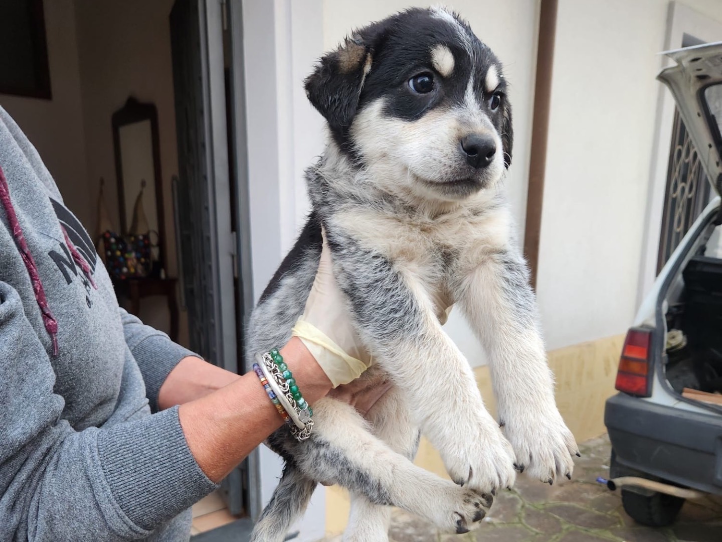 Adotta un cane, femmina, 3 mesi, Cosenza