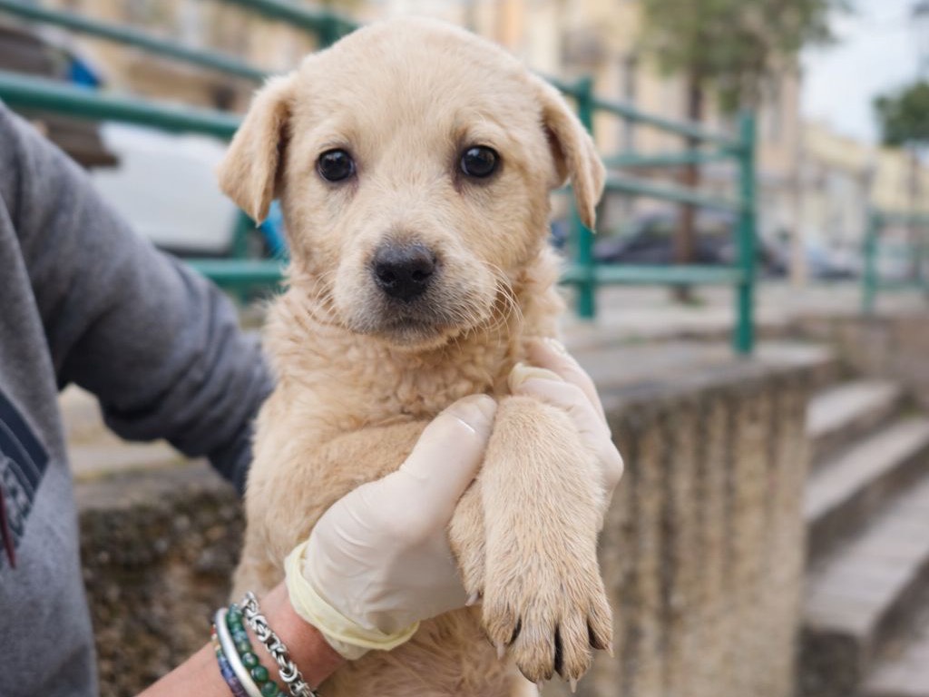 Adozione cane, femmina, Razza sconosciuta Razza sconosciuta, 2 mesi, taglia media, Cosenza