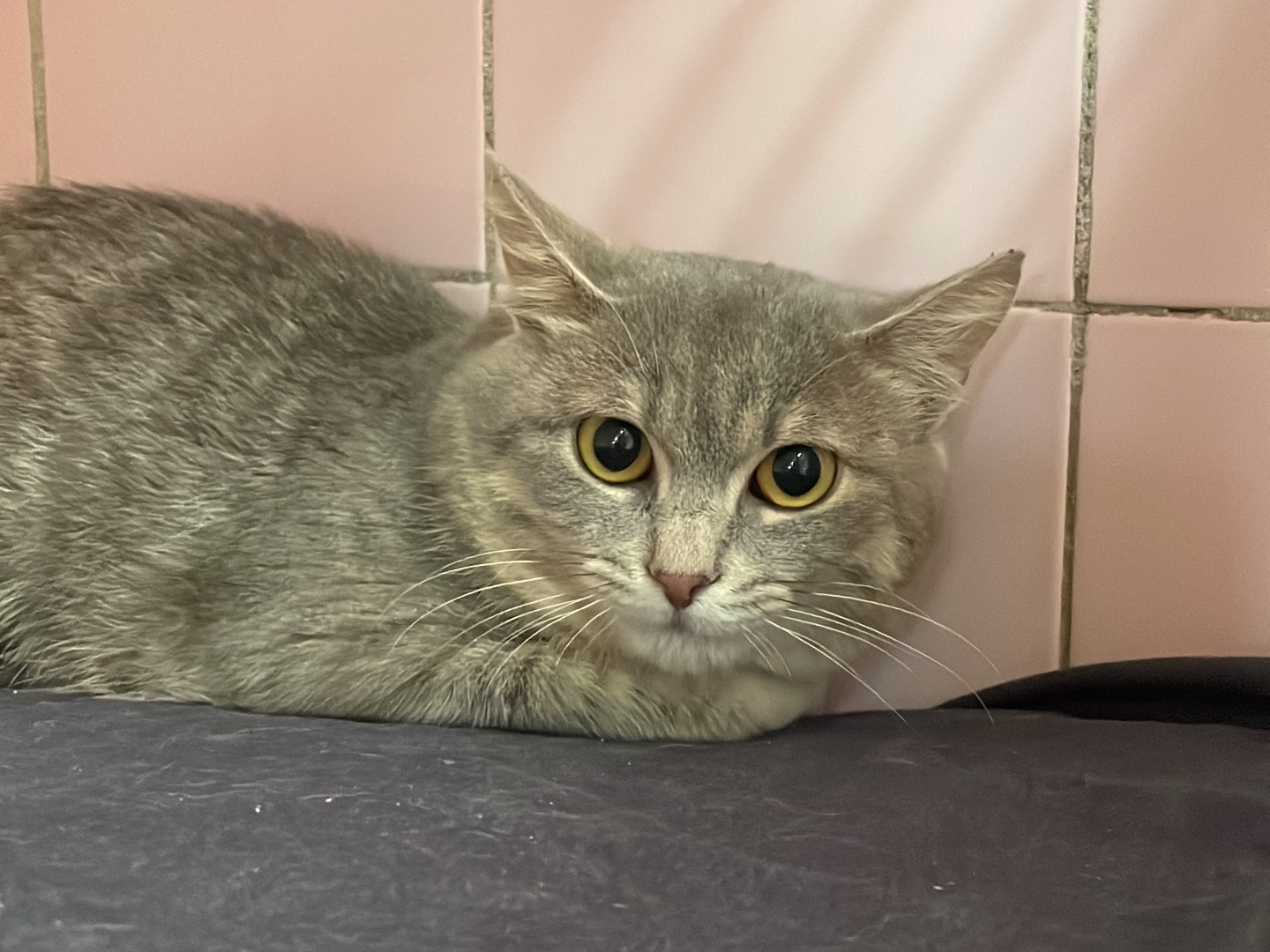 Adozione gatto, femmina, Razza sconosciuta Razza sconosciuta, 4 mesi, taglia non valida, Milano