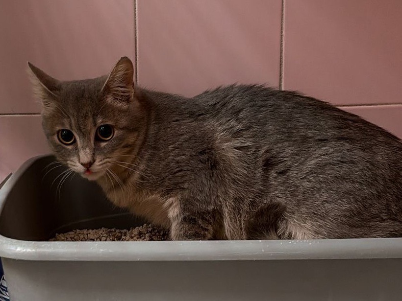 Adotta un gatto, femmina, 4 mesi, Milano