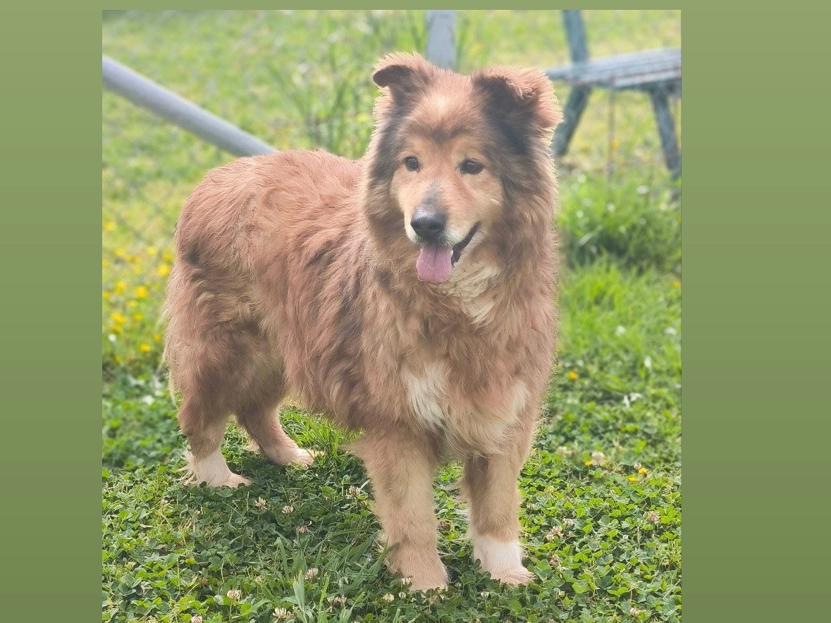 Adozione cane, maschio, Razza sconosciuta Razza sconosciuta, 8 anni, taglia media, Cosenza