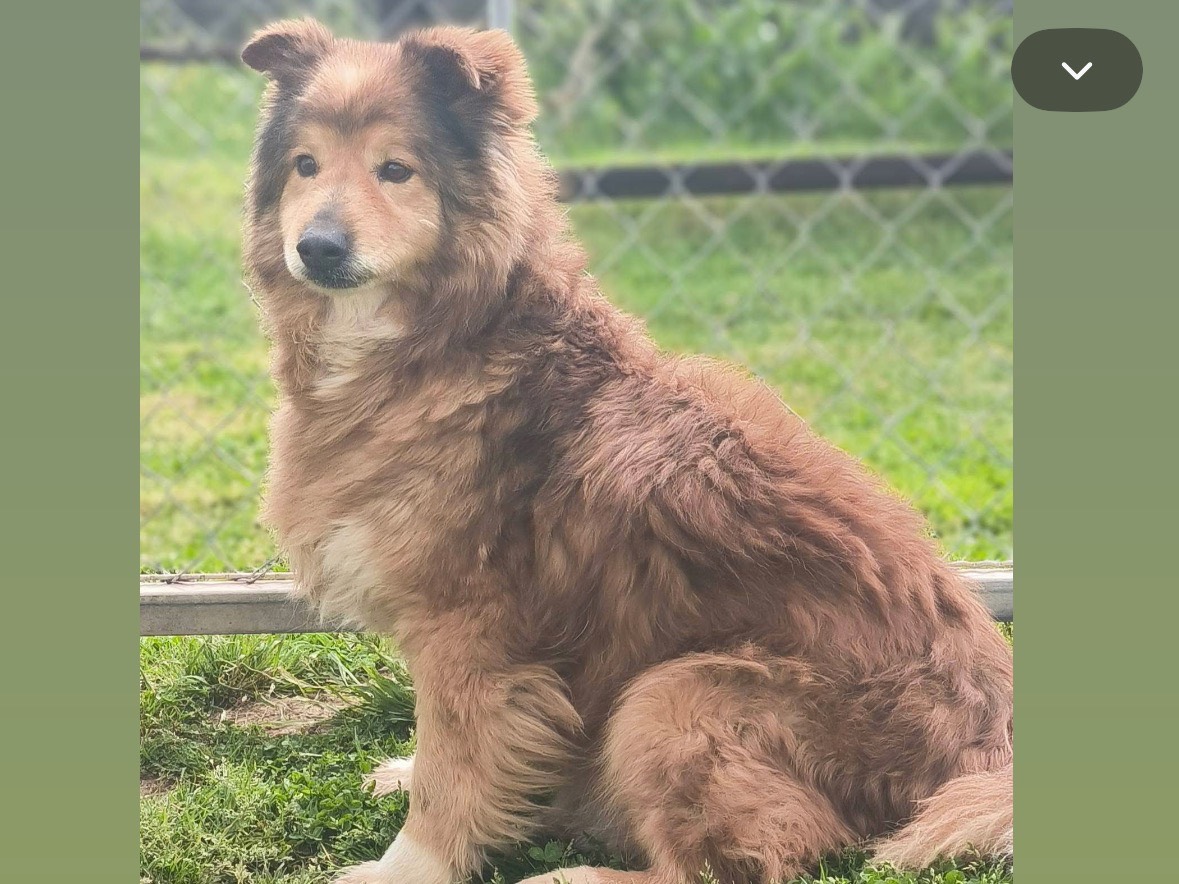 Adotta un cane, maschio, 8 anni, Cosenza