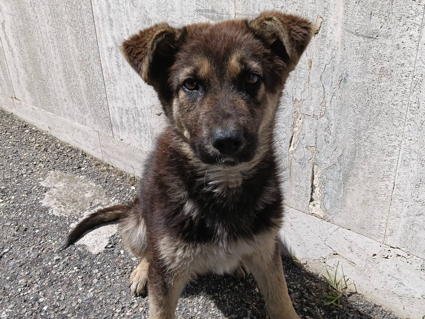 Adozione cane, maschio, Razza sconosciuta Razza sconosciuta, 7 mesi, taglia media, Catanzaro