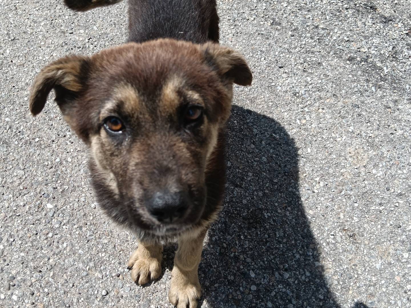 Adotta un cane, maschio, 7 mesi, Catanzaro