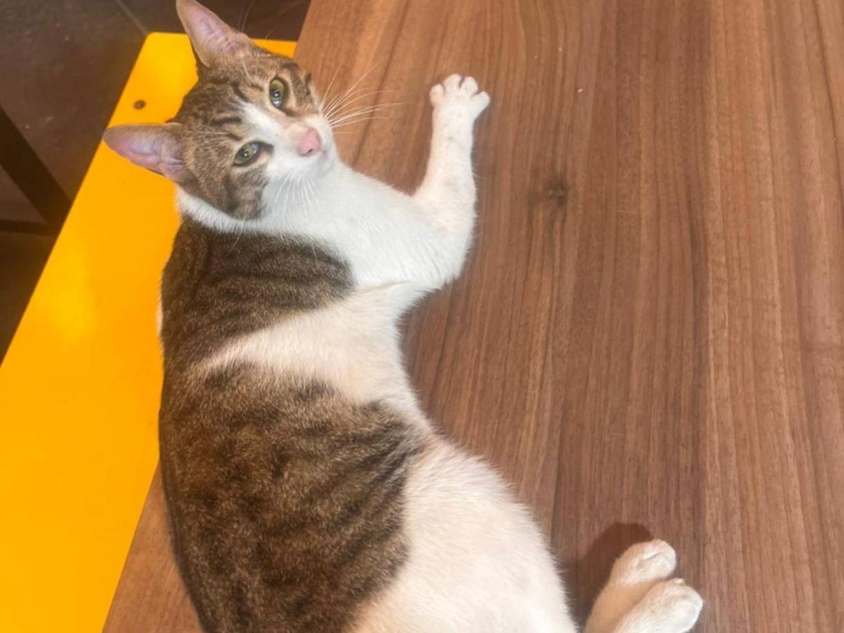 Adotta un gatto, maschio, 8 mesi, Napoli