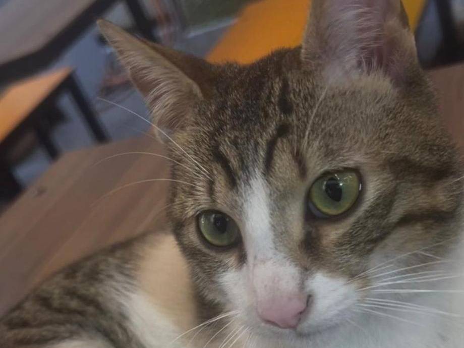 Adotta un gatto, taglia non valida, maschio, Napoli