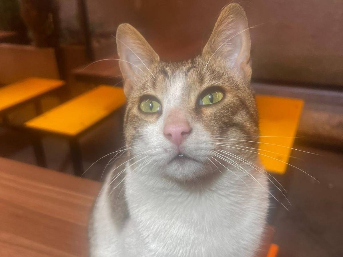 Vuoi adottare un gatto a Napoli?